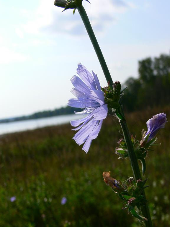 photo "***" tags: nature, flowers