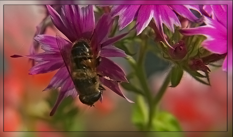 photo "Last drops of nectar..." tags: nature, macro and close-up, flowers