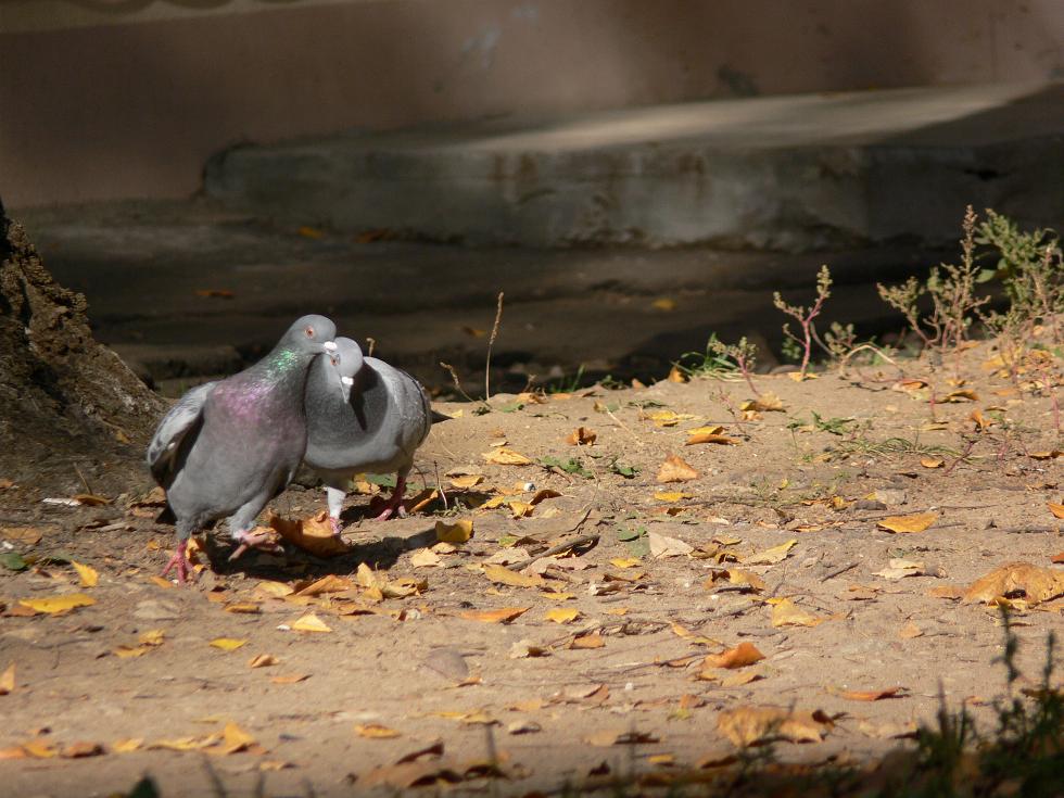 photo "***" tags: nature, wild animals