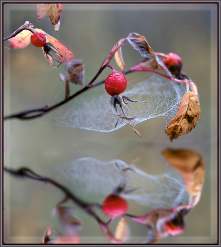 photo "***" tags: nature, montage, flowers