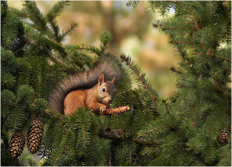 фото "С наступающей зимой!" метки: природа, дикие животные