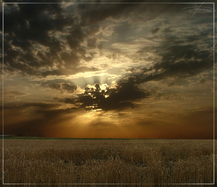 photo "Wheaten sunset." tags: landscape, summer, sunset