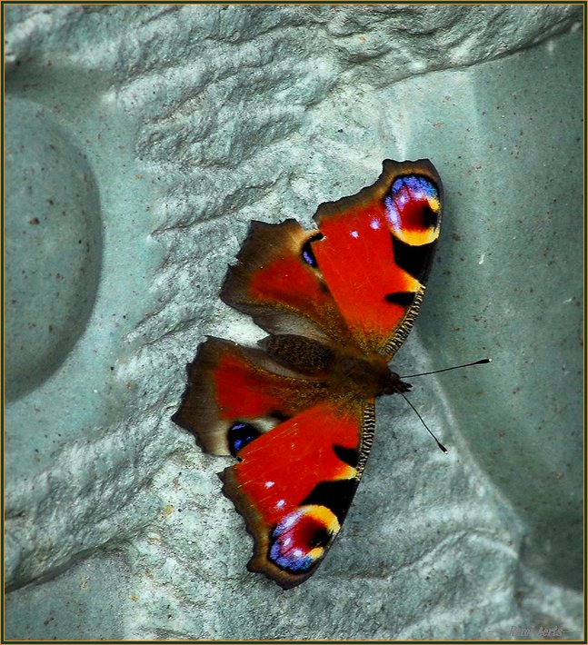 фото "last butterfly" метки: природа, макро и крупный план, насекомое