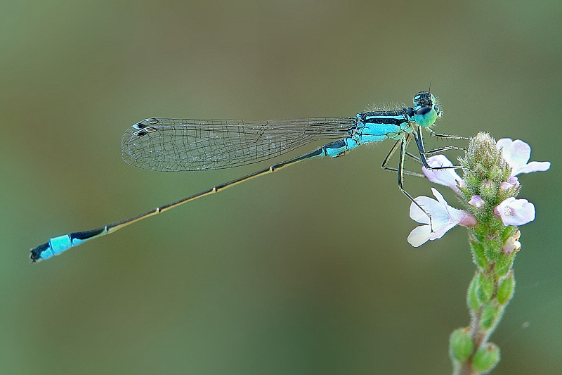 photo "***" tags: macro and close-up, 