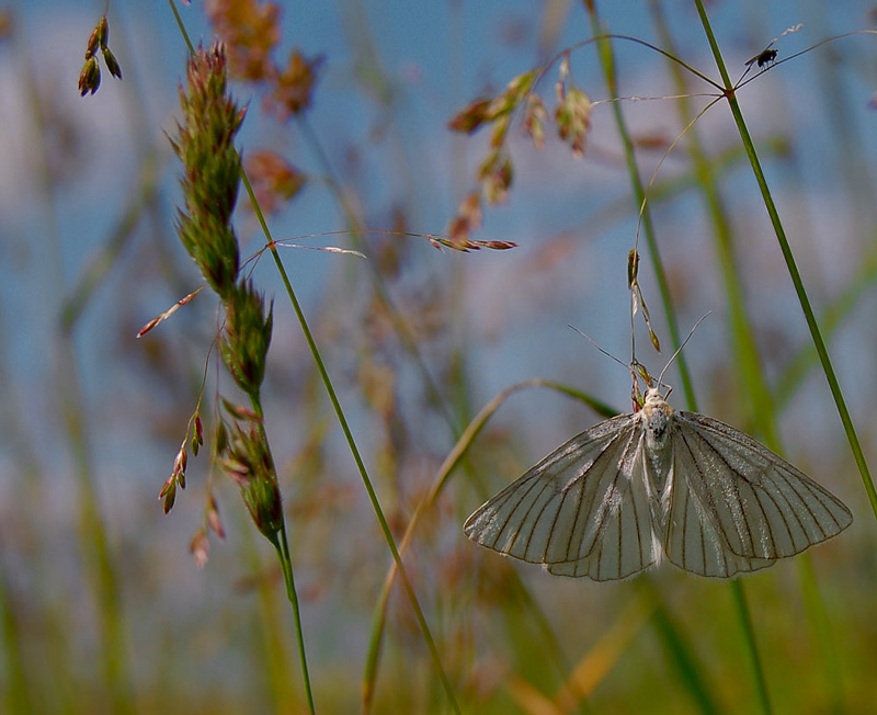 photo "***" tags: nature, flowers, insect