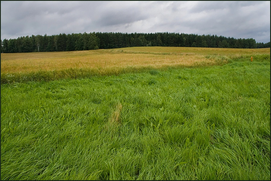 photo "Grasses." tags: landscape, nature, 