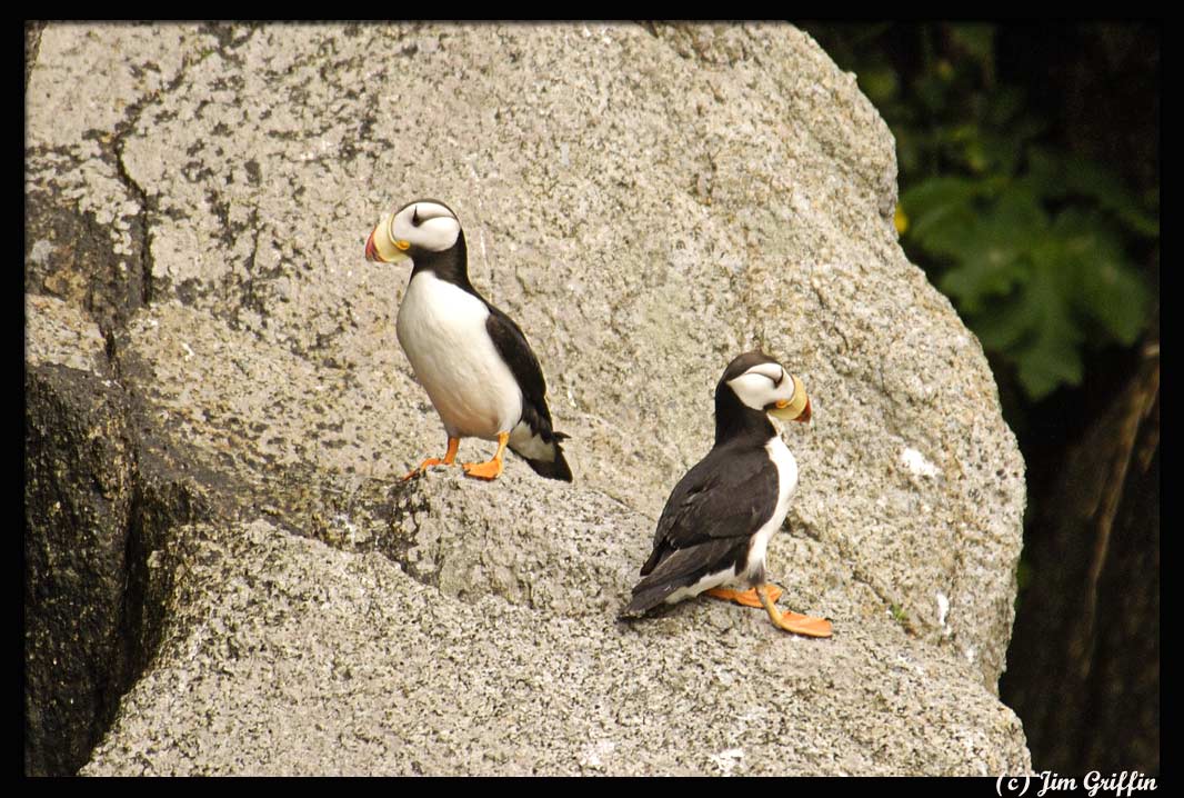 photo "The Unhappy Puffins" tags: nature, wild animals