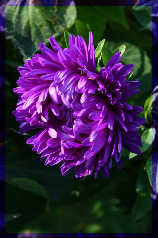 photo "***" tags: macro and close-up, nature, flowers