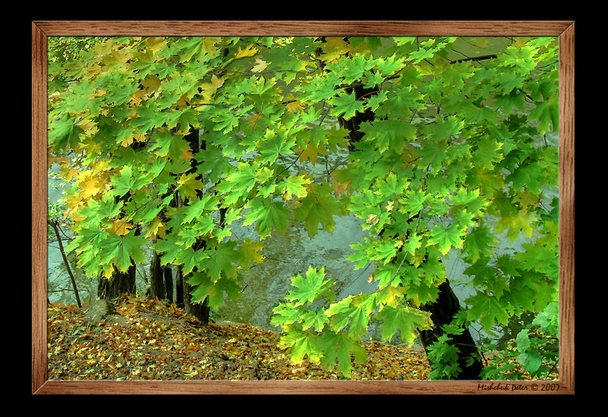 photo "Autumn" tags: landscape, autumn, forest