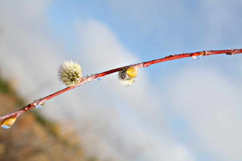 photo "***" tags: nature, macro and close-up, flowers