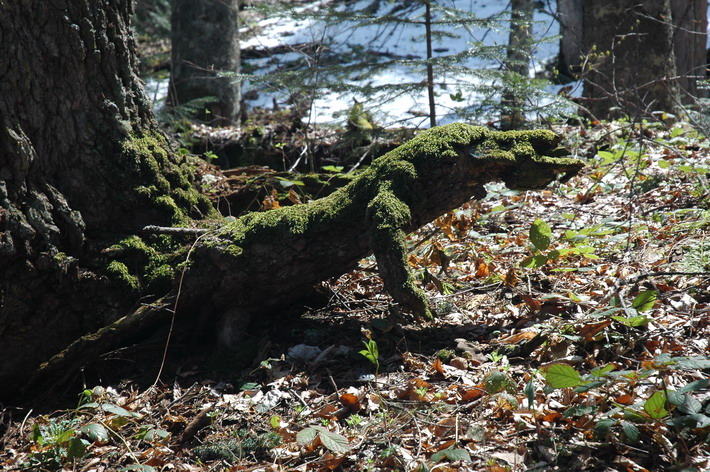 photo "***" tags: landscape, forest