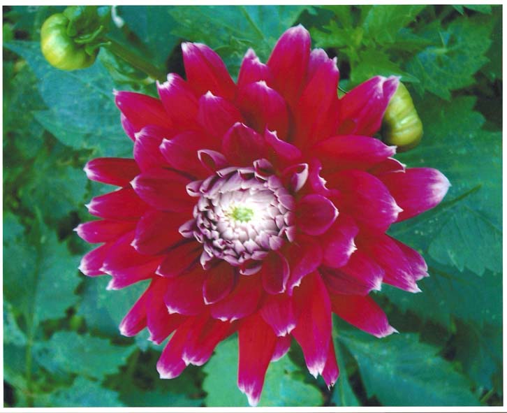 photo "Dahlia "Strawberries & Cream "" tags: macro and close-up, nature, flowers