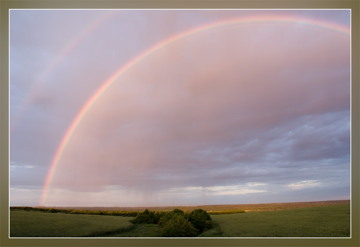 photo "Pink rain" tags: landscape, summer