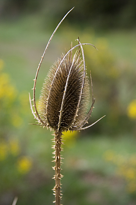 фото "Опасный колосок" метки: природа, макро и крупный план, цветы