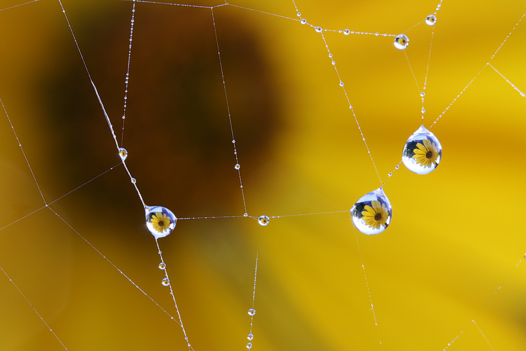 photo "lights and water" tags: nature, flowers