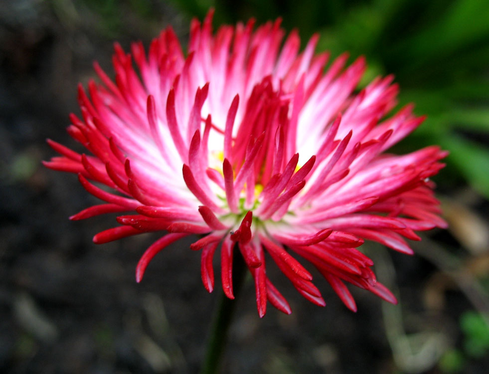 photo "***" tags: nature, macro and close-up, flowers