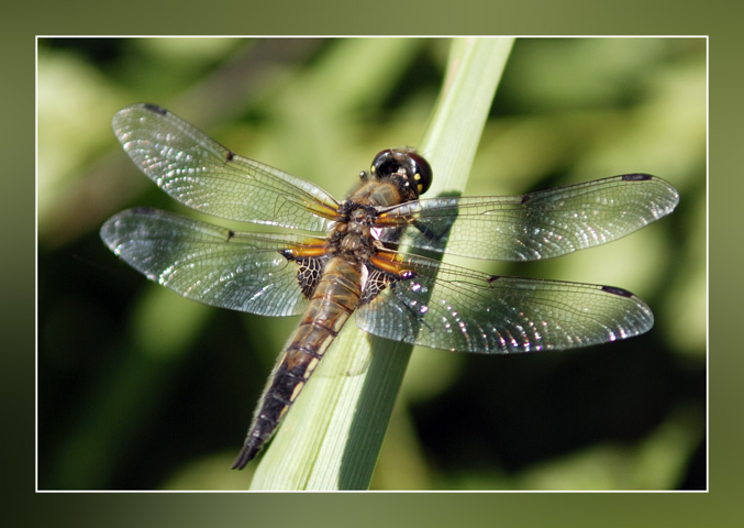 photo "***" tags: nature, insect