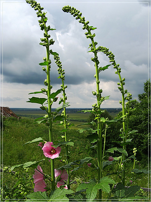 photo "View with Mallow. June" tags: landscape, clouds, summer