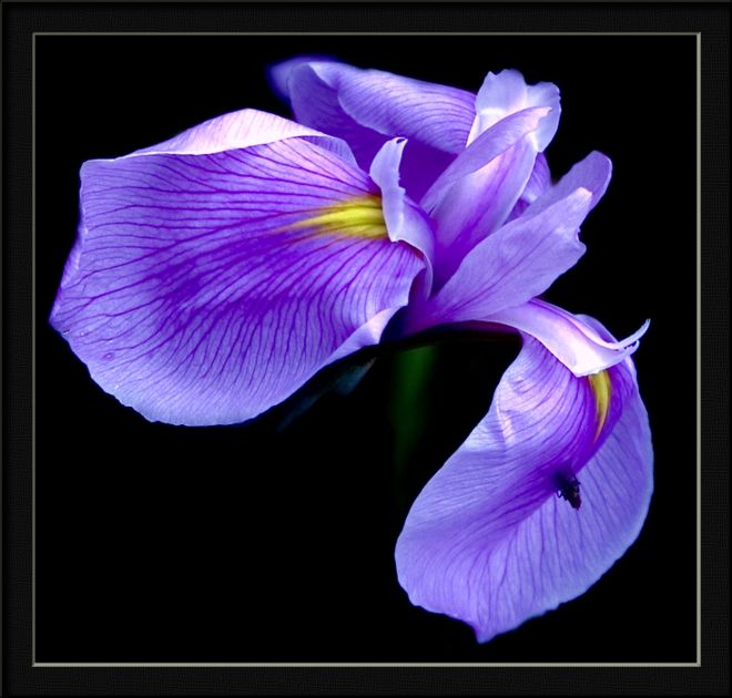 photo "iris" tags: nature, flowers