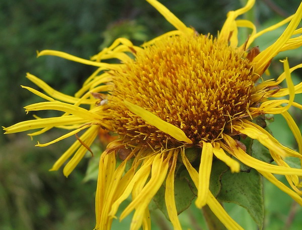 photo "***" tags: nature, flowers