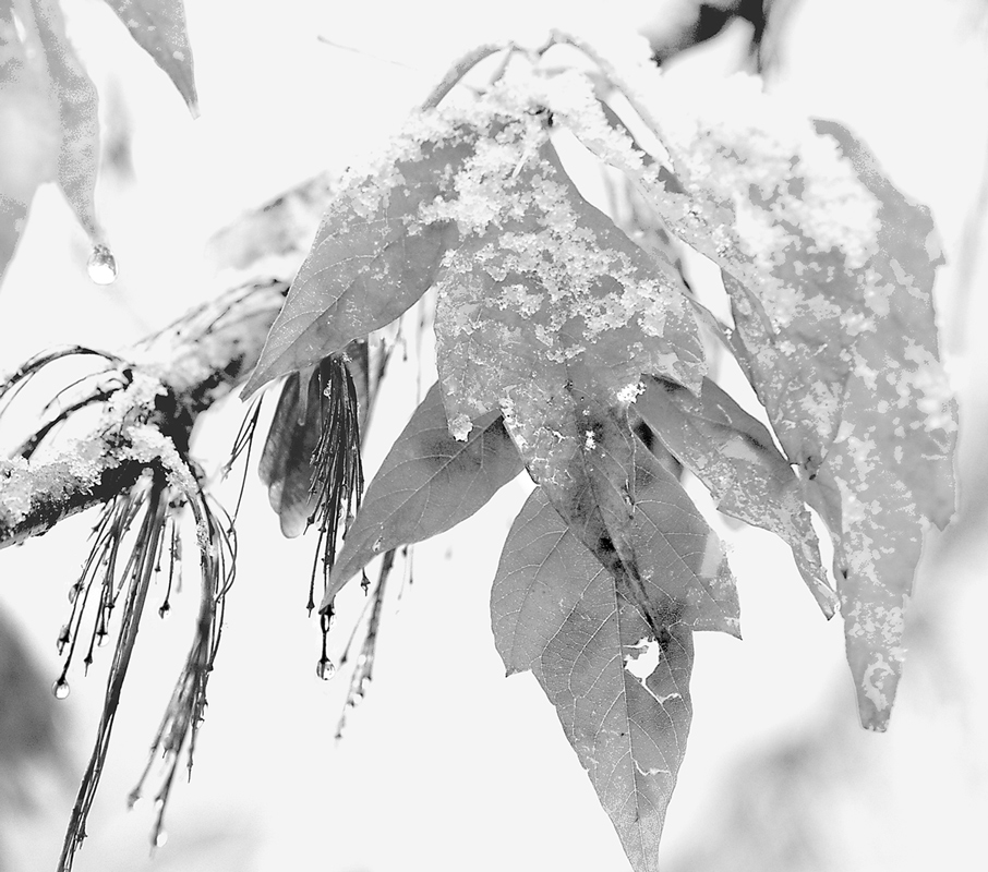 фото "Первый снег" метки: природа, 