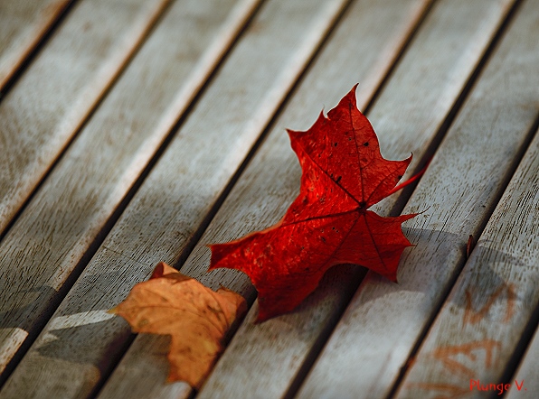 photo "***" tags: landscape, autumn