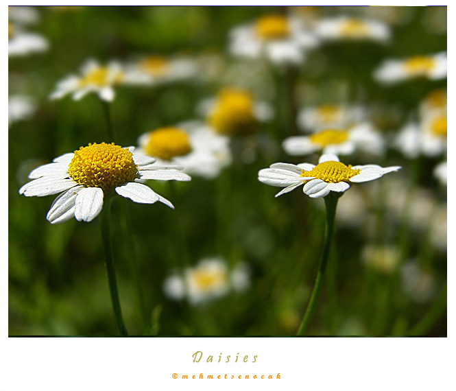 фото "Daisies" метки: природа, цветы