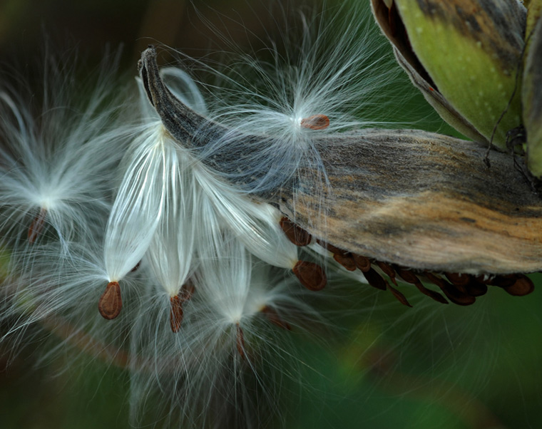 photo "milkweed" tags: nature, flowers