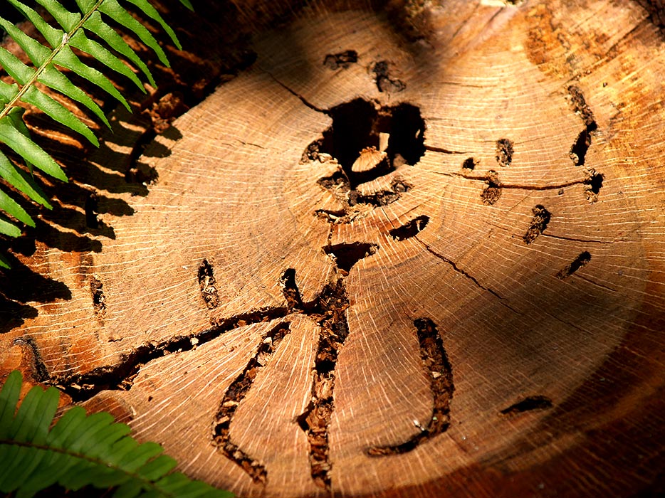 фото "Варвар (The Barbarian)" метки: природа, цветы