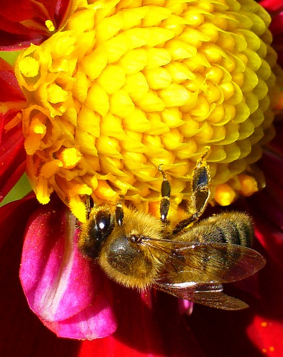 photo "***" tags: nature, macro and close-up, insect