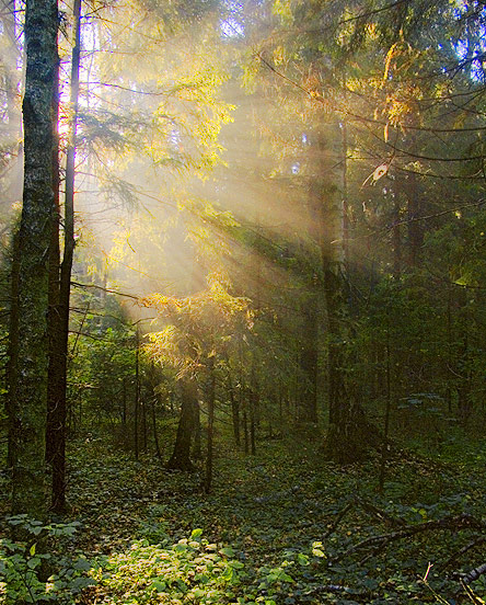 фото "Летним утром в лесу" метки: пейзаж, лес, лето