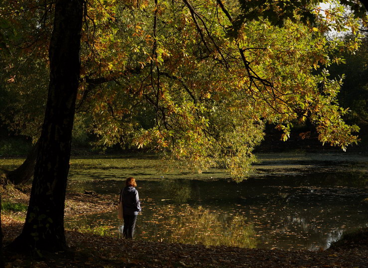 photo "***" tags: landscape, forest