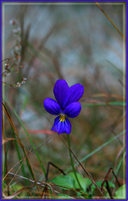 photo "***" tags: nature, flowers