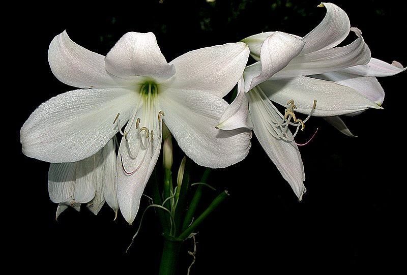 photo "BEAUTY..." tags: nature, flowers