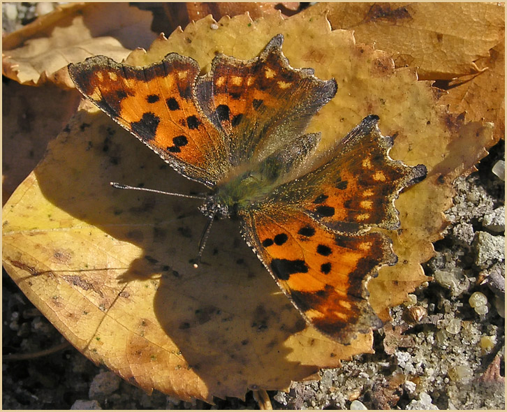 photo "Comma batterfly" tags: nature, macro and close-up, insect