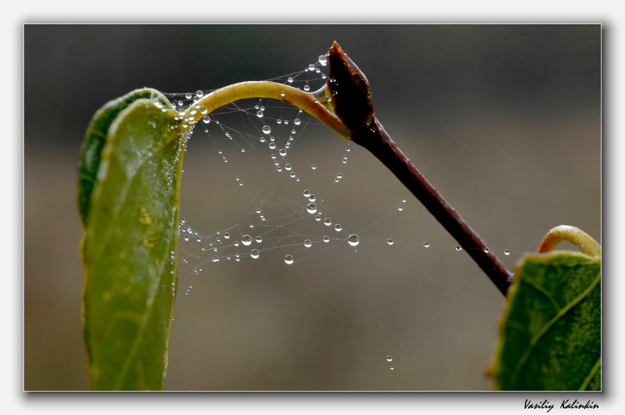 photo "***" tags: nature, macro and close-up, 