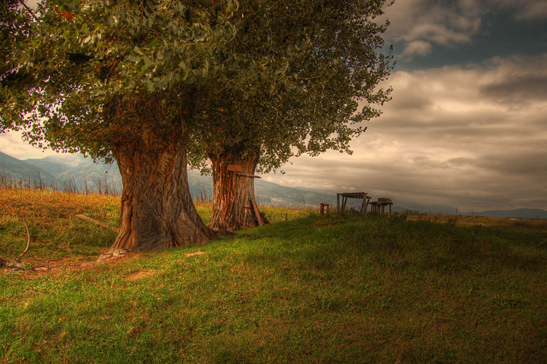 photo "..poplars..." tags: landscape, autumn