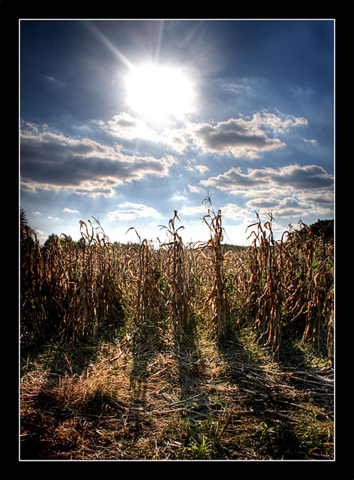 photo "Corn Field" tags: landscape, 