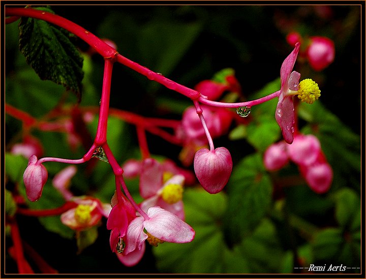 фото "after the rain" метки: природа, макро и крупный план, цветы