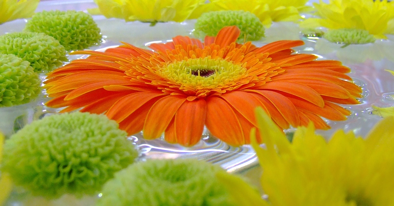 photo "***" tags: nature, macro and close-up, flowers