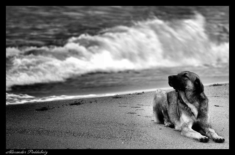 фото "spirit of the wind" метки: природа, жанр, домашние животные