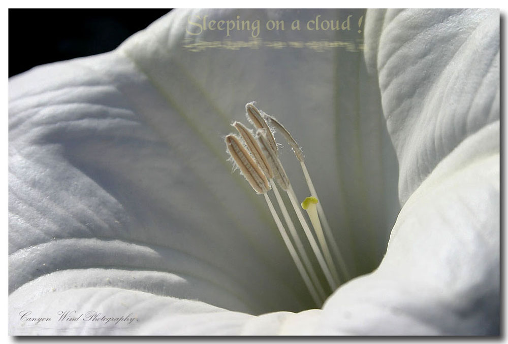 photo "Sleeping on a cloud !" tags: nature, macro and close-up, flowers