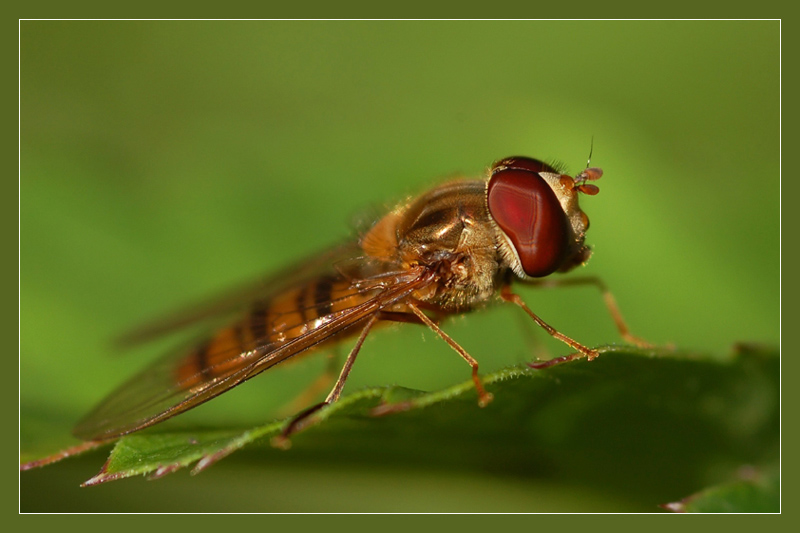 photo "mush" tags: macro and close-up, 