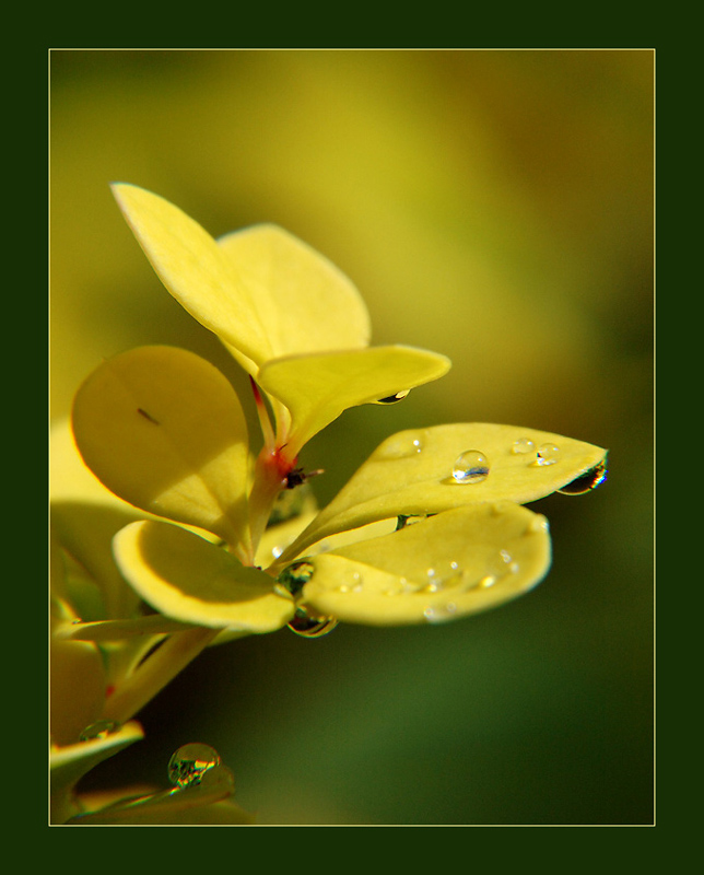 photo "***" tags: macro and close-up, 