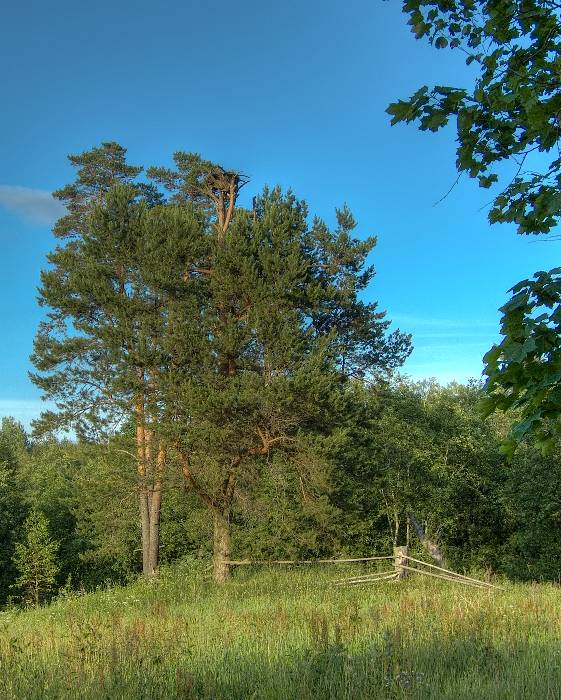 photo "***" tags: landscape, forest