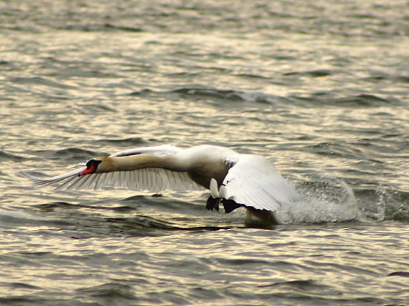 photo "Taking off" tags: nature, wild animals