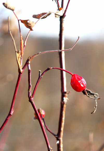 photo "***" tags: nature, 