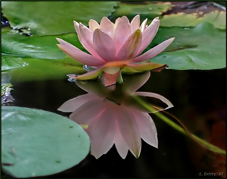 photo "Reflection" tags: nature, travel, flowers
