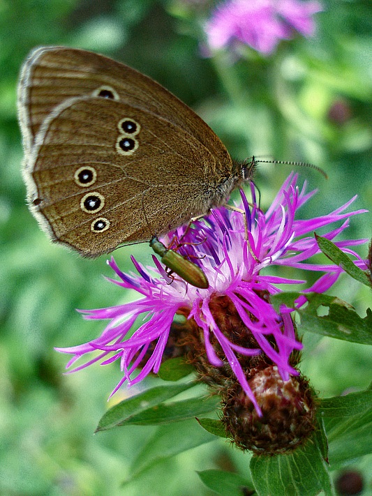 photo "***" tags: nature, macro and close-up, insect