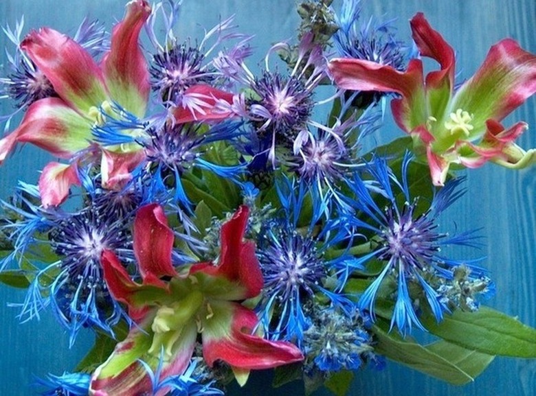 фото "Синим по синему" метки: природа, цветы